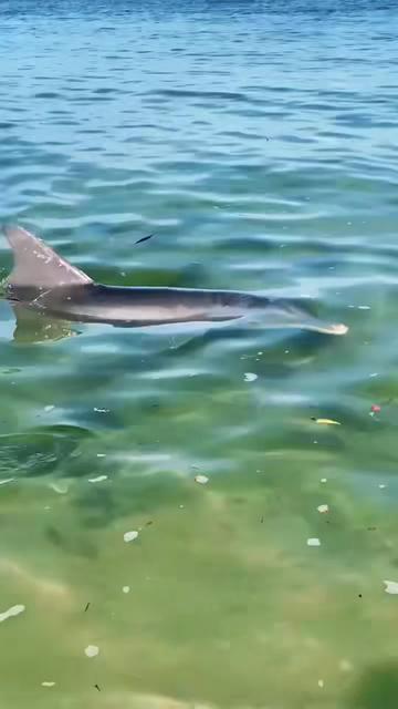 @Southwest Florida Shelling