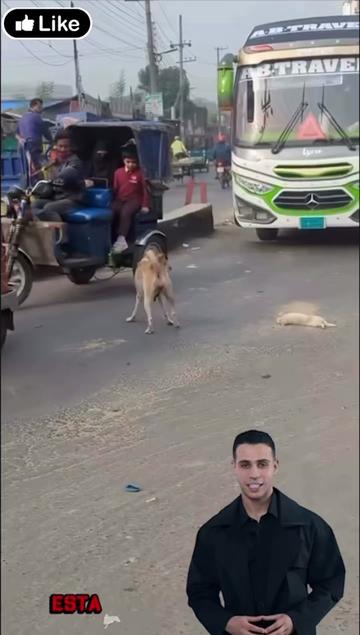 @Modoanimal