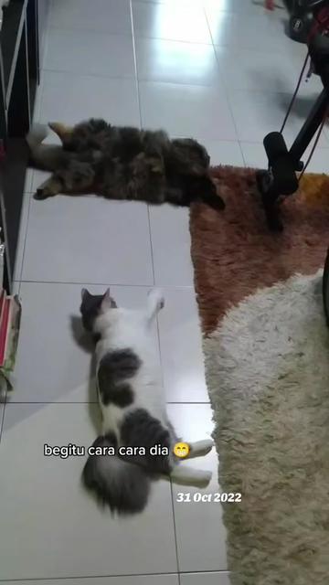 @Omma Kucing 🇲🇾🍉