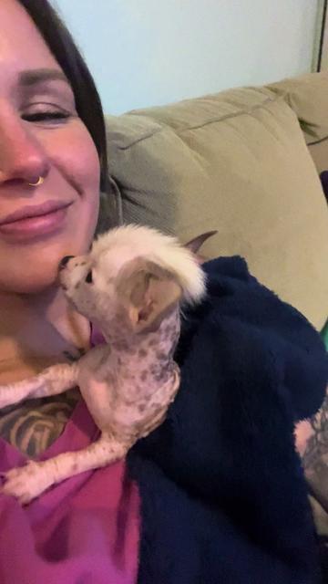 @Chinese Crested Cuties