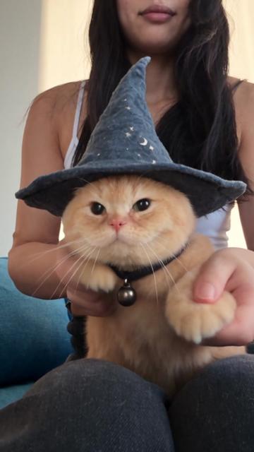 @Chonk The Fat Wizard Cat 🧙