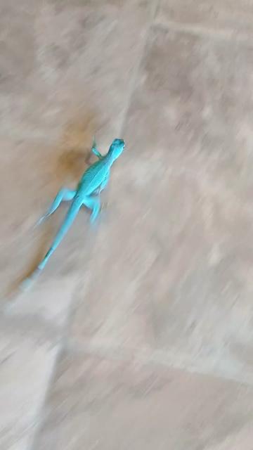 @Jimmy4 🦖