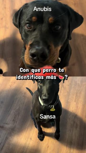 @Anubis y compañía