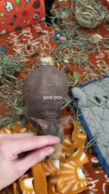 @Ashlyn | Pet Care