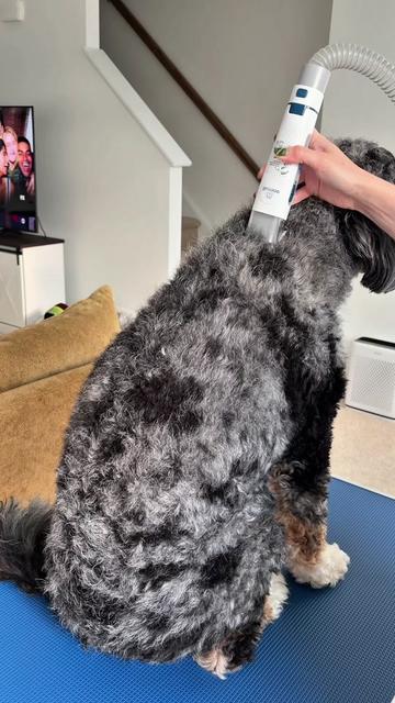 @Archie The Bernedoodle