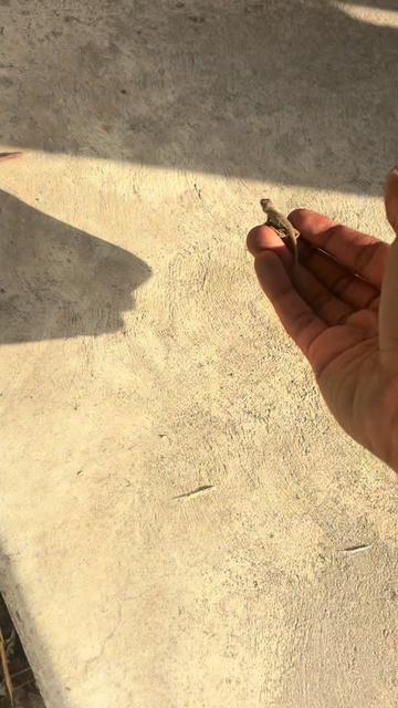@reptileguyat