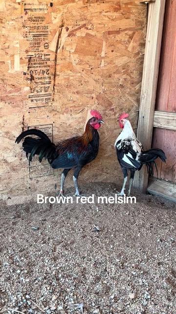@A.MENDOZA.FARM.USA 74HWY