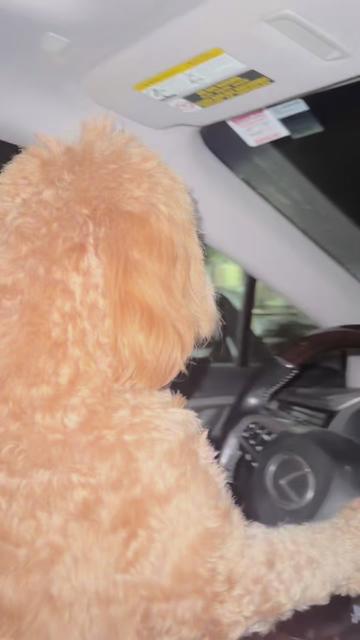@TuckerTheTurlockDoodle