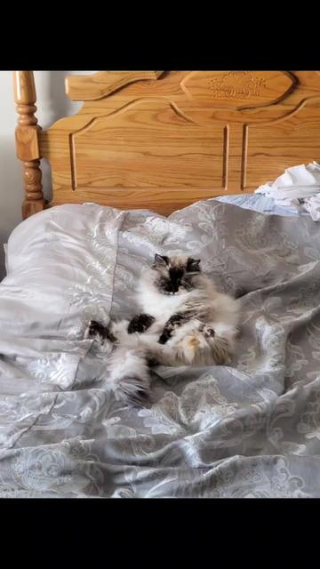 @CatWith