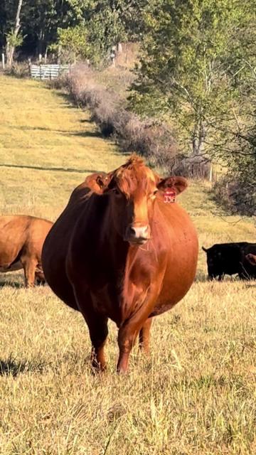 @Massey Land & Cattle
