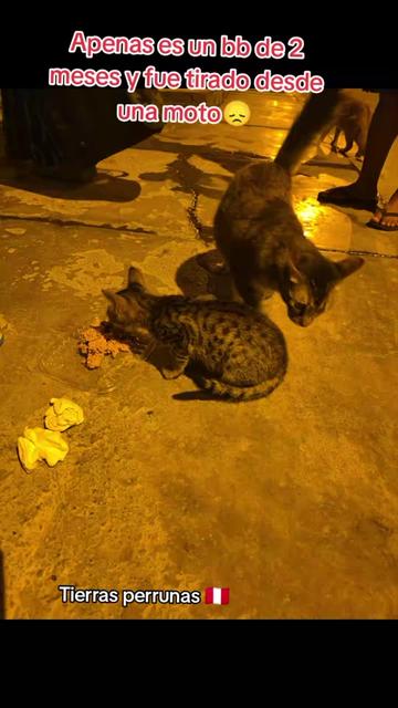 @Asociación T.Perrunas🐕🐈🇵🇪