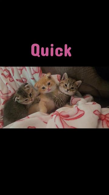 @Brittany's Beauties Kittens