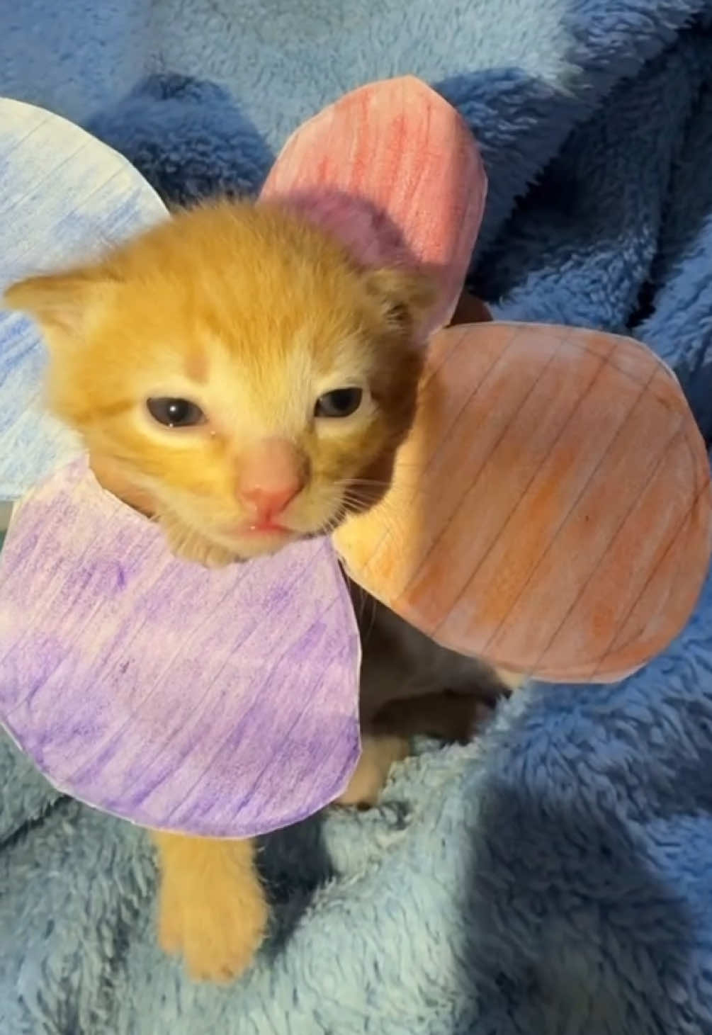 @kloutkittens