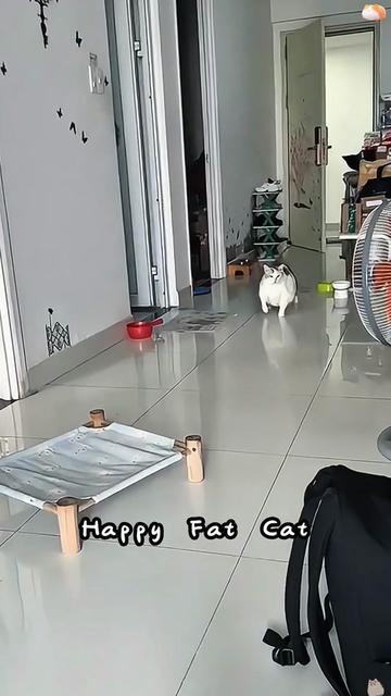 @funnyanimalvideo99