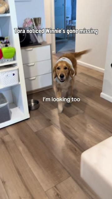 @3goldenretriever
