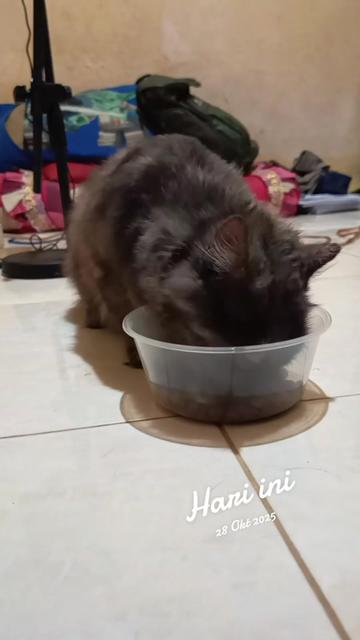 @Medayo Petcare