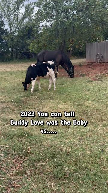@Billy The Bad Ass Horse