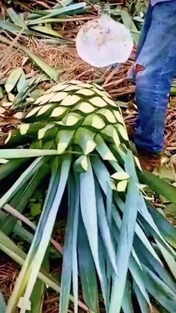 @pusparaja78