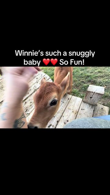 @WollamFarm