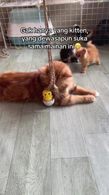 @Kucingmeongmeong