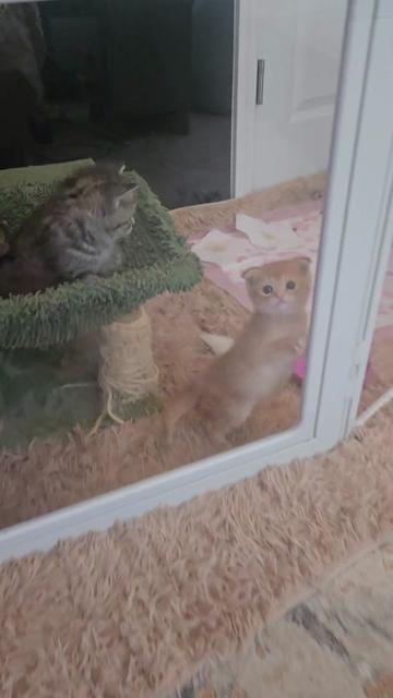 @Brittany's Beauties Kittens