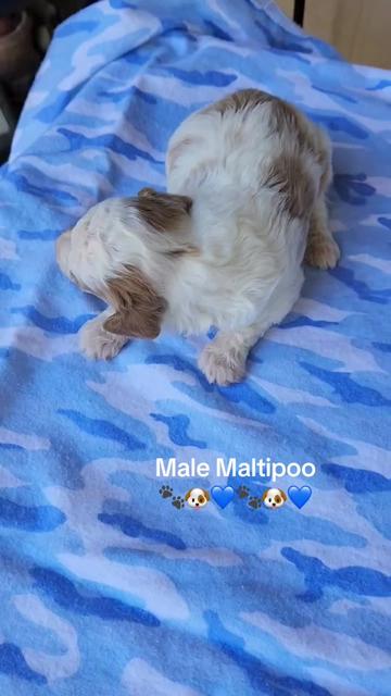@Shortcake_kennel_2
