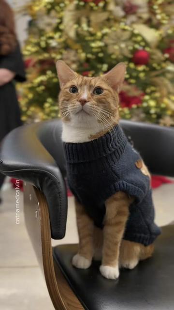 @catnamedcalvin