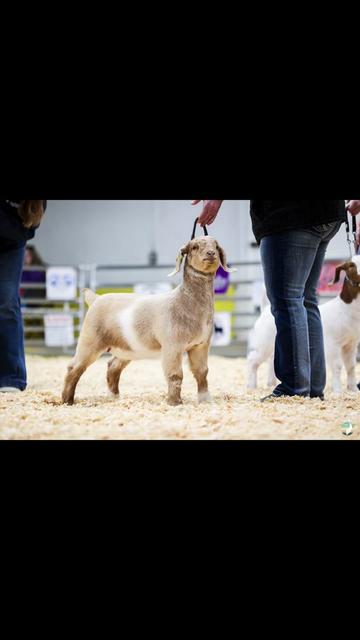 @Klein Kraal Farm🐐