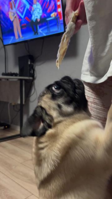@Мопс Луиза