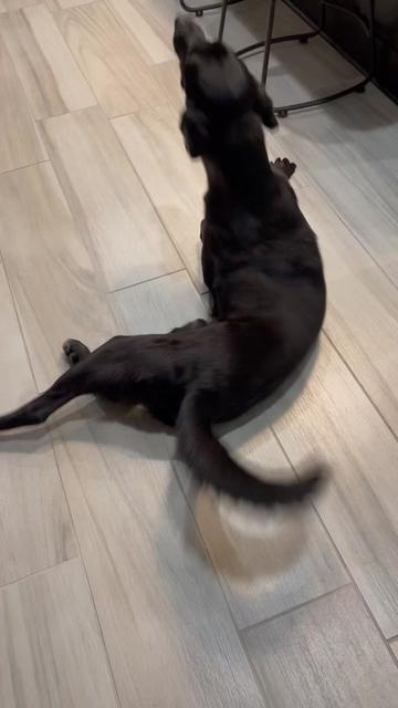 @Huxley Knox the Black Lab