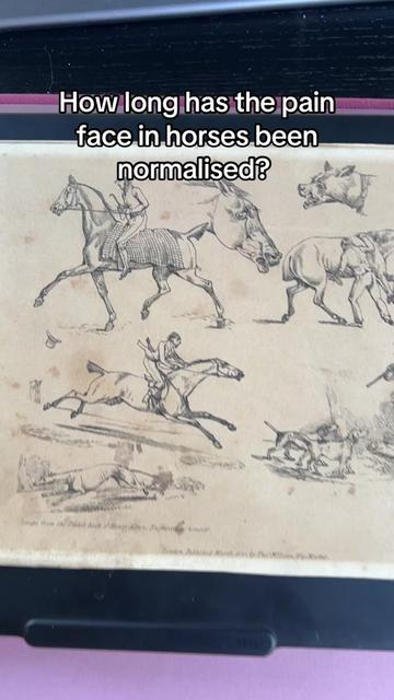 @TDDG Equestrian