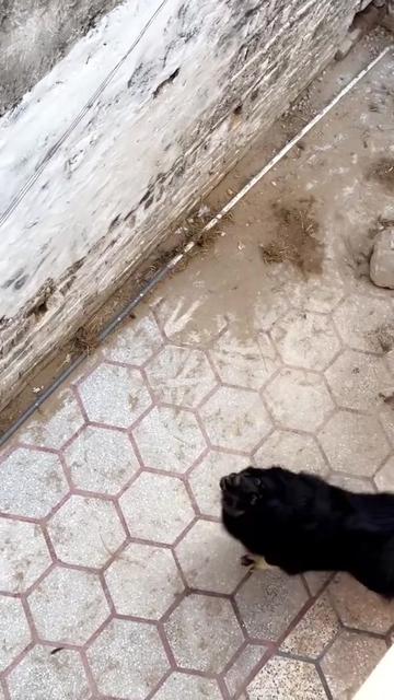 @Kashmiri_Bakrwal_Dog