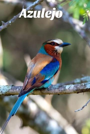 @Fauna Mundial