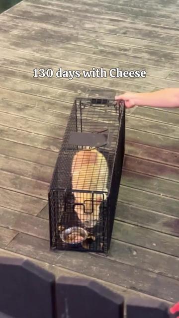 @MyStrayCheese