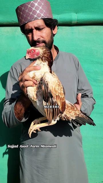 @Sajjad Aseel Farm