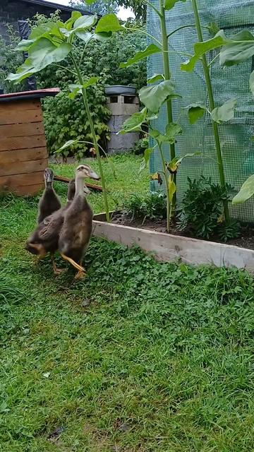 @Kaczogród u Milki🦆🦆🦆🦆