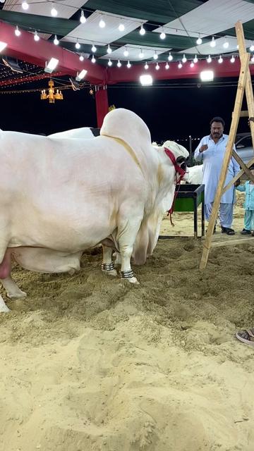 @Karachi Bull lovers