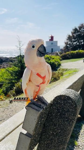 @Barney the West Coast Cockatoo