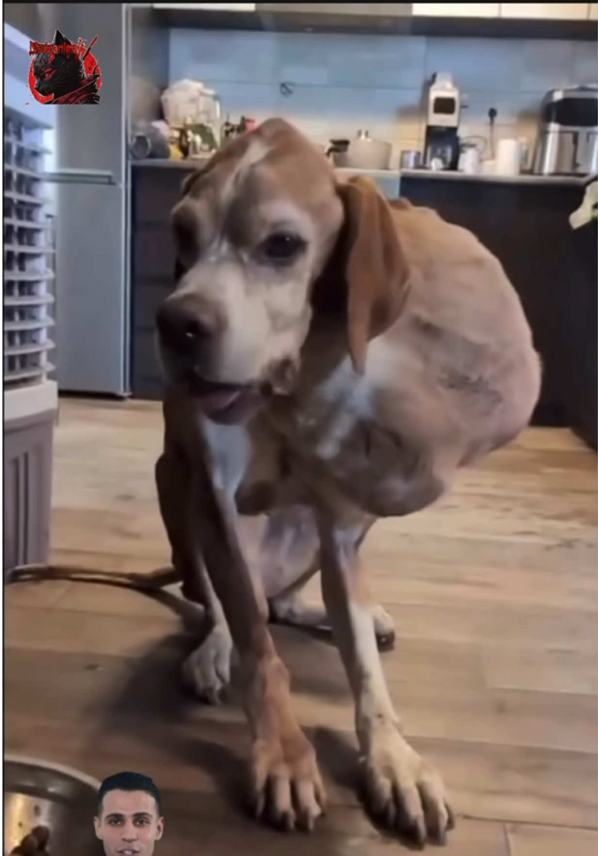 @Modoanimal