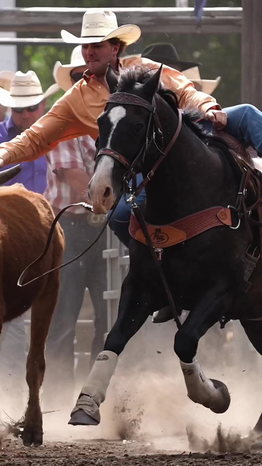 @Hanginghorses