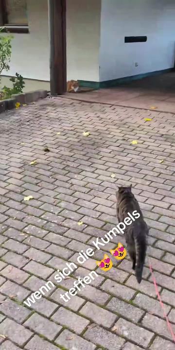 @😻Katrin&Odin 😻Modi Muddi 😻
