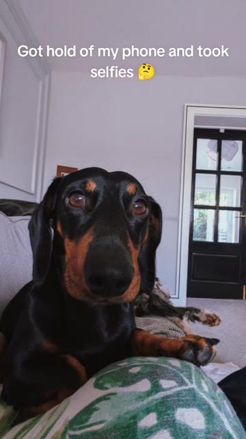 @FiveAnimalsOneHuman