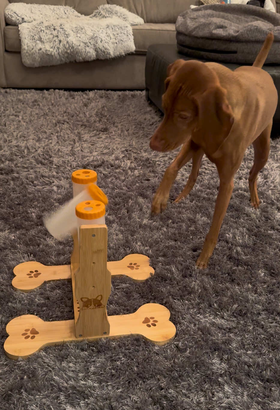 @Brookie The Vizsla