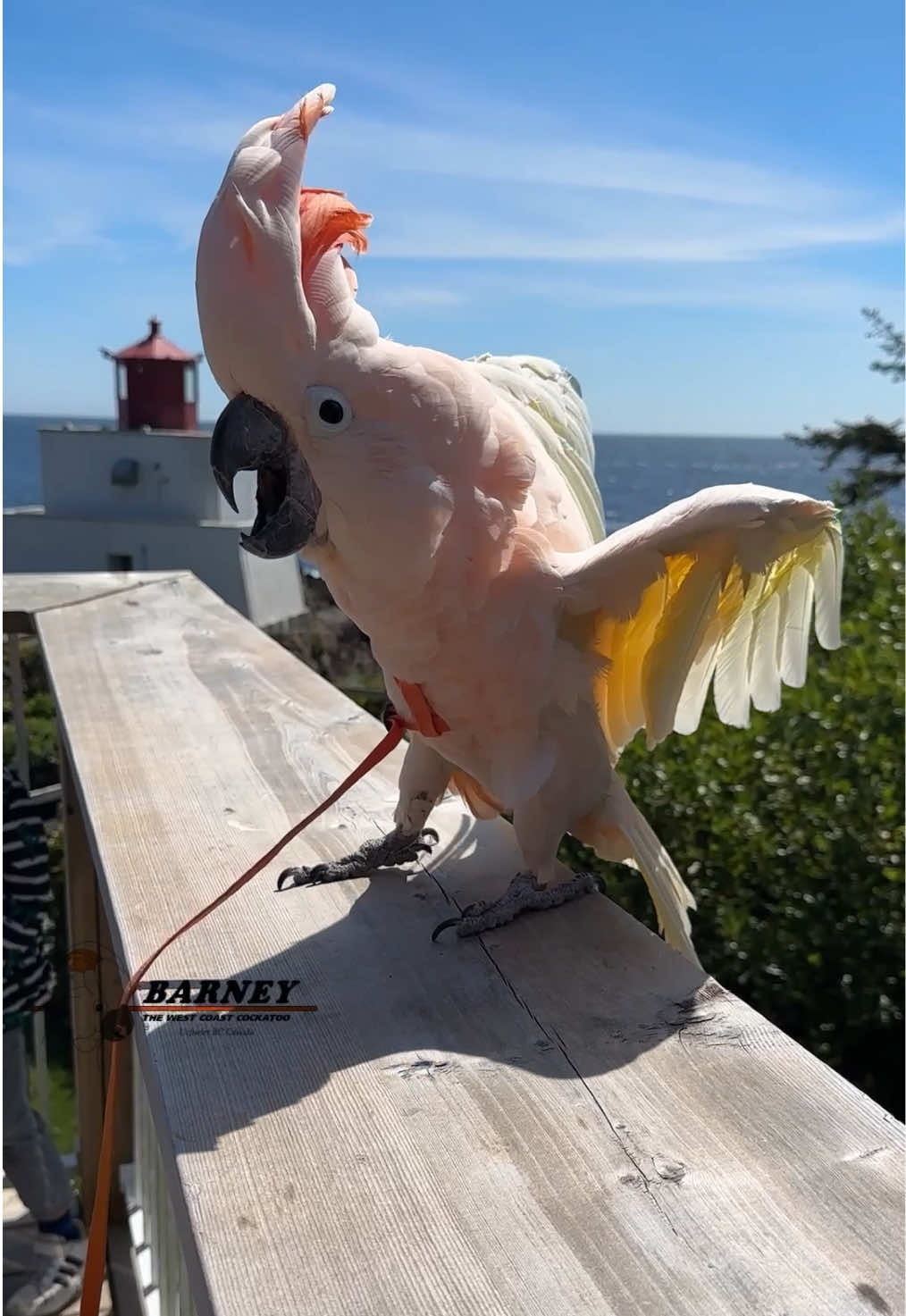 @Barney the West Coast Cockatoo
