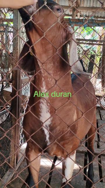@alexduran7558