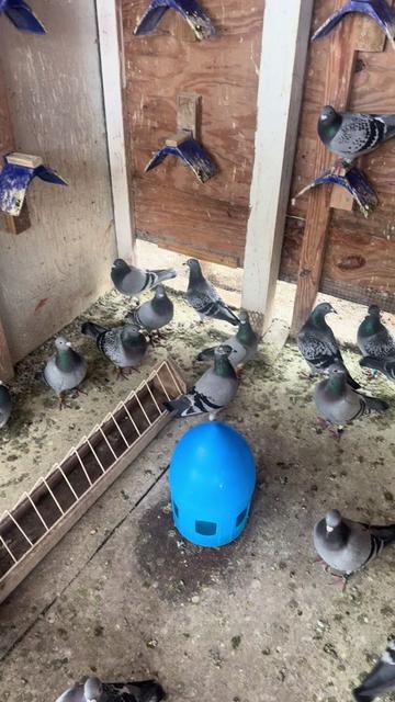@Pigeons