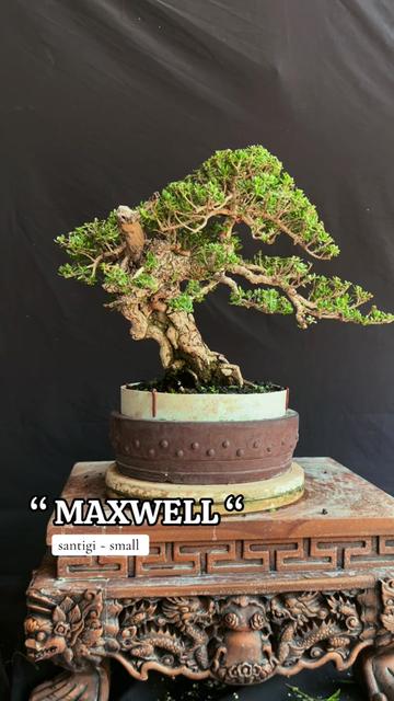 @warbonsai_purwodadi