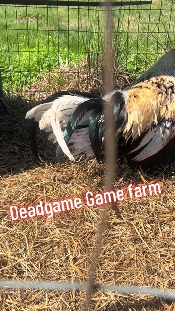 @DeadGame.Gamefarm