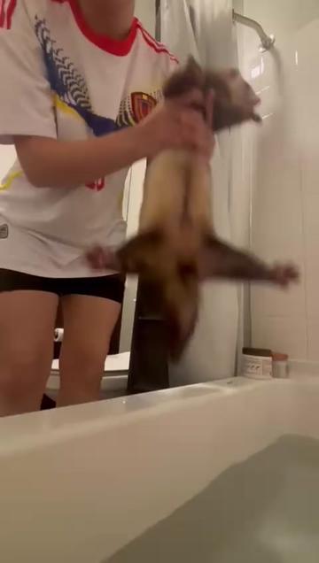 @oliverandstellaferrets