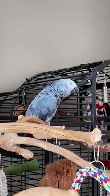 @Gizmo The Grey Bird